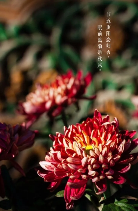 赏菊